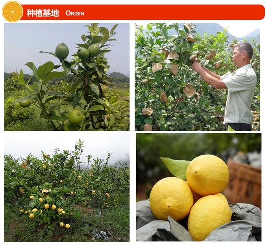 农产品 生鲜水果 其他生鲜水果 达美乐尤力克黄柠檬 安岳基地种植新鲜