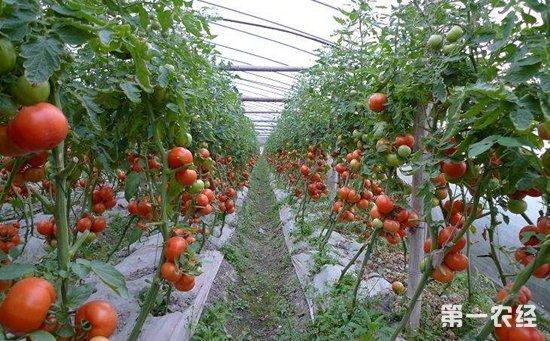 如何种植西红柿早春大棚西红柿的高产栽培技术