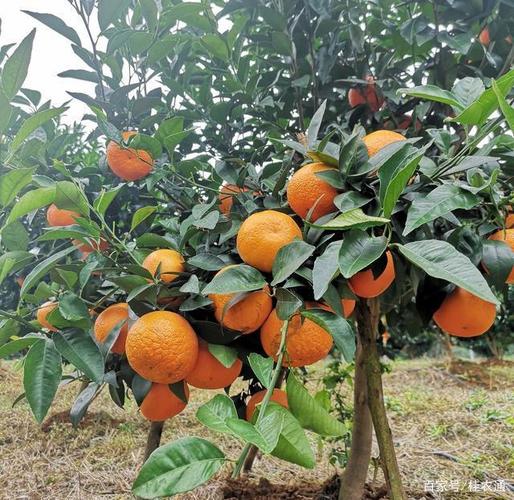 至于其他的水果品种,南宁各县区也分布种植有不少,如荔枝,龙眼,芒果等