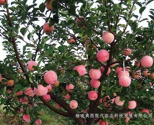 环县农民种植抗癌水果碘硒苹果兴头高调整种植结构探脱贫新路